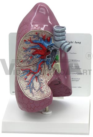 Right Lung